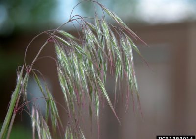 Close up of cheatgrass florets with purple tips