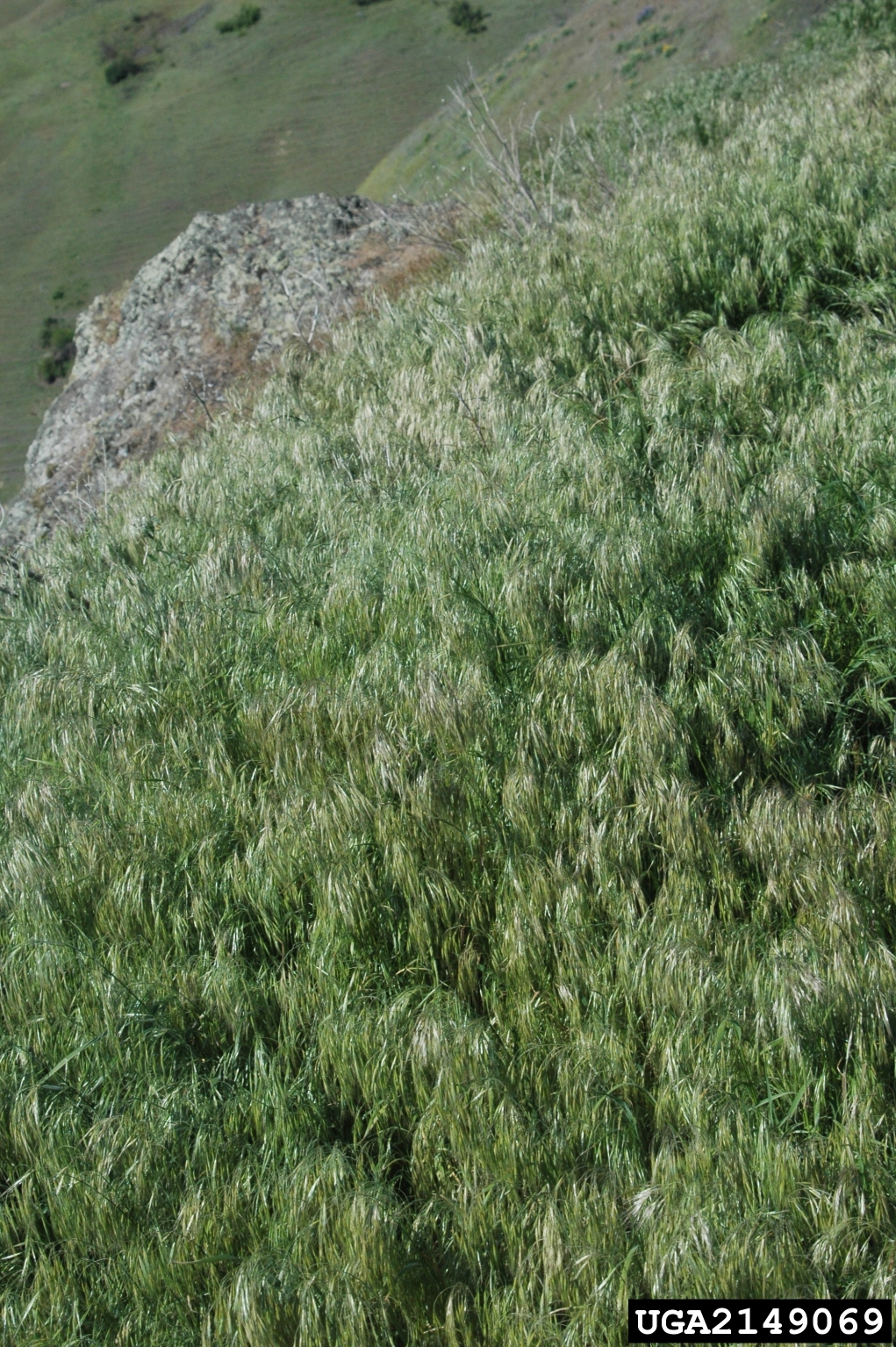 Dense cheatgrass infestation overlooking an agricultural field