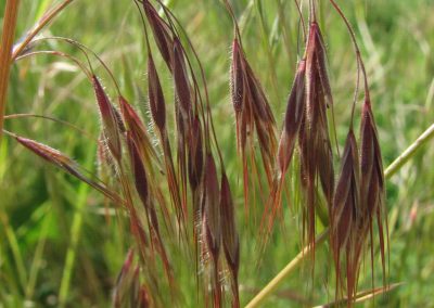 Mature cheatgrass turns purple or dark brown
