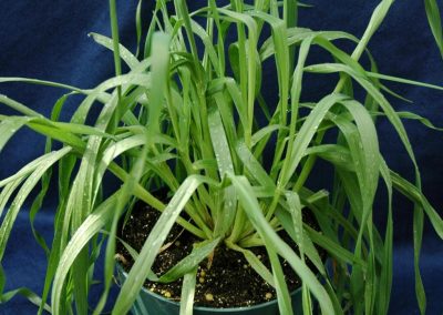 Cheatgrass clump grown in a pot, foliage without flowers