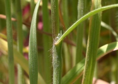 Close up of cheatgrass leaf blade emerging from leaf sheath