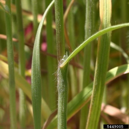 Close up of cheatgrass leaf blade emerging from leaf sheath