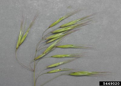 Close up of cheatgrass florets