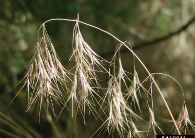 Close up of dead cheatgrass florets; dry, yellow, opened up into spikes