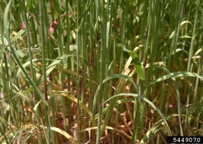 Close up on the stems of a cheatgrass patch showing red bands around the joints and some yellowing vegetation