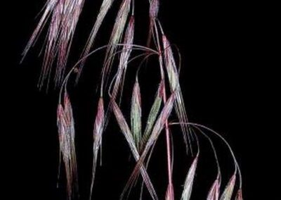 close up on mature cheatgrass florets on black background
