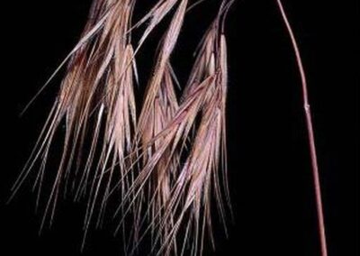 dead cheatgrass with no leaves and spikey brown florets on a black background