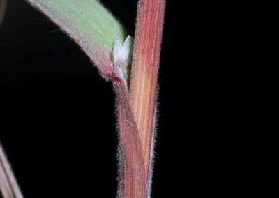 close up of red cheatgrass stems with visible ligule and green leaf blade