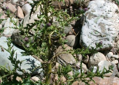 image of aboveground parts of a canada thistle plant approx. 3 ft tall