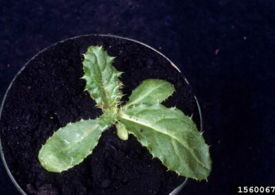 a canada thistle seedling rosette with 5 leaves lined with small spikes, potted in a research lab with dark soil