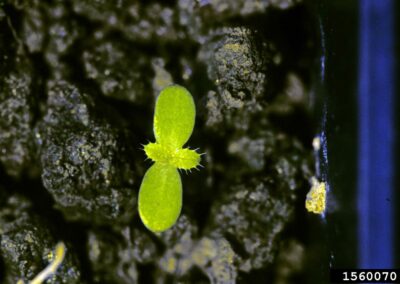 the earliest stage of canada thistle, a tiny seedling with two smooth leaves and two tinier spiked leaved, emerging from dark rocky substrate in a research plot