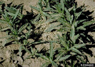 canada thistle juvenile rosette bases growing on dry clay soil