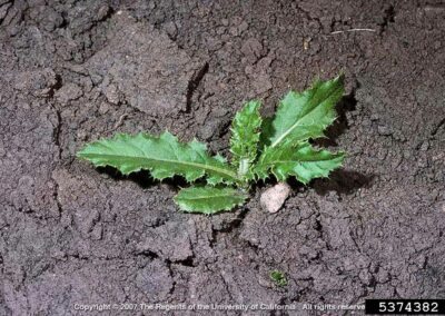 canada thistle young basal rosette with 5 leaves with a pale central stem and likes with small spikes, growing on dark rocky soil