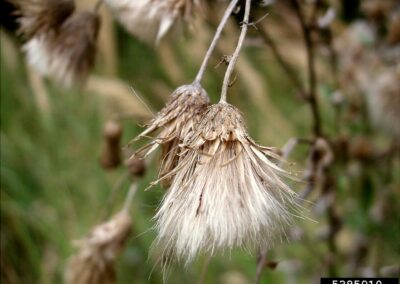 close up of dead canada thistle seedhead