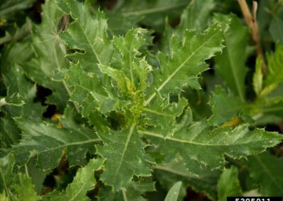 canada thistle leaves closeup