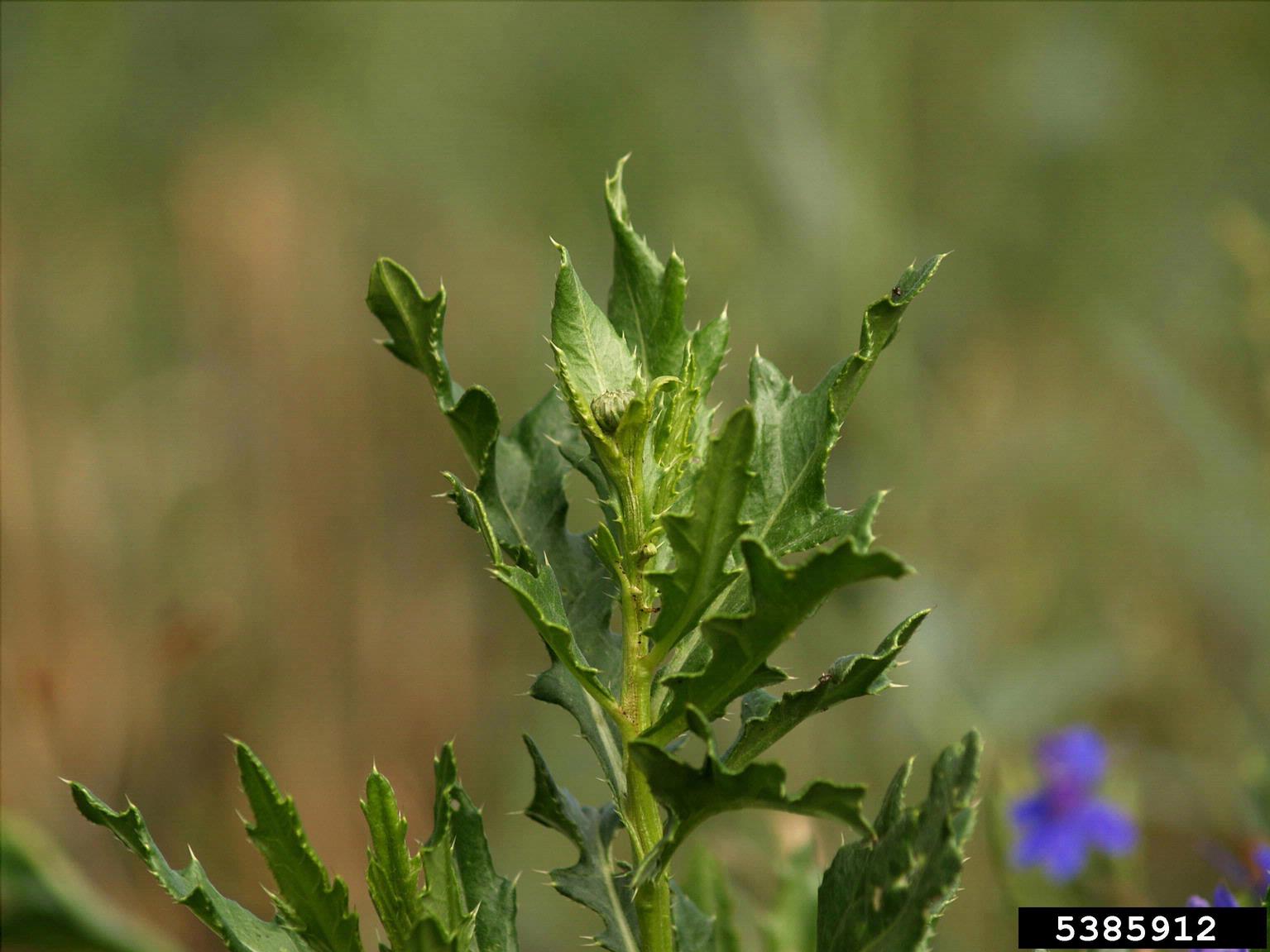 closeup of the tip of a growing canada thistle plant leaves
