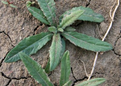 canada thistle young basal rosette with slimmer and smoother leaves
