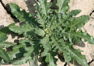 larger canada thistle basal rosette, large deeply lobed toothed leaves, growing on dry clay soil
