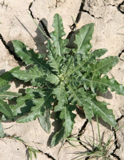larger canada thistle basal rosette, large deeply lobed toothed leaves, growing on dry clay soil
