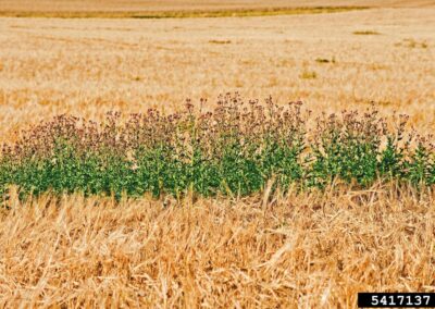 canada thistle patch surrounded by field of dry vegetation