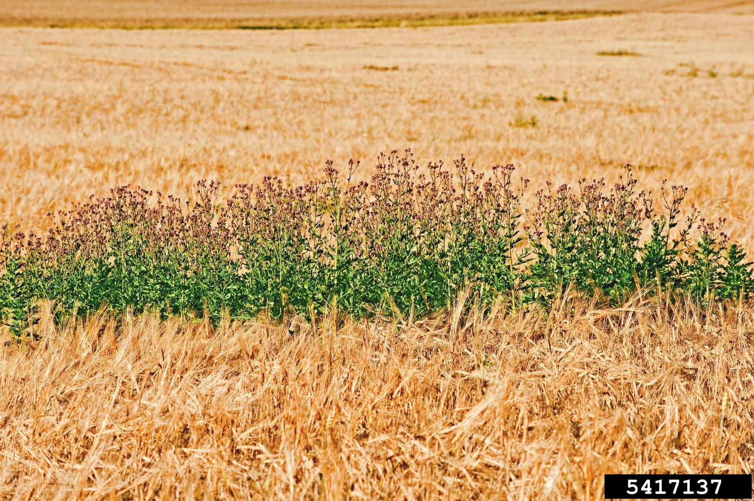 canada thistle patch surrounded by field of dry vegetation