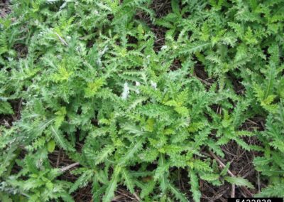 an infestation of canada thistle rosettes growing on woody forest litter