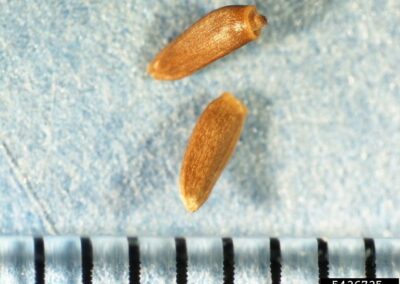 close up of clean canada thistle seeds