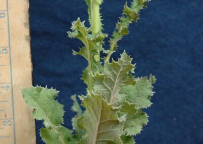 closeup of the middle of a canada thistle, long highly toothed leaves growing on a thick stalk