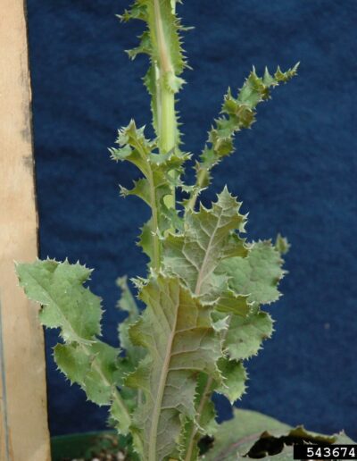 closeup of the middle of a canada thistle, long highly toothed leaves growing on a thick stalk