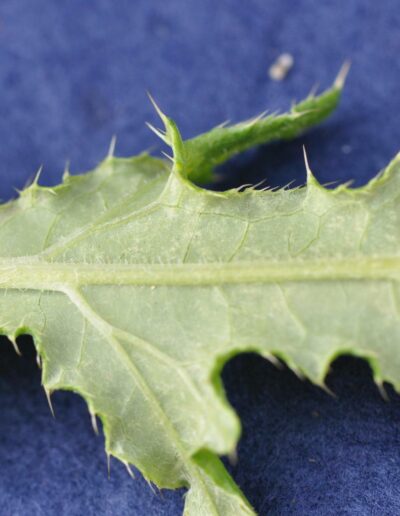 close up of the back of a canada thistle leaf, showing tiny wolly hairs barely visible along the central leaf rib
