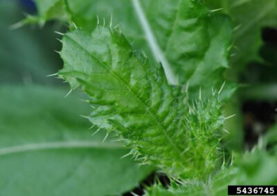 a particularly rounded canada thistle leaf with small spine-like hairs on the surface
