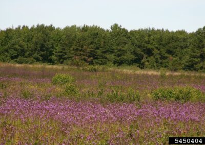 a densely infested field covered with pink canada thistle blossoms, lined by conifer woodland in the background
