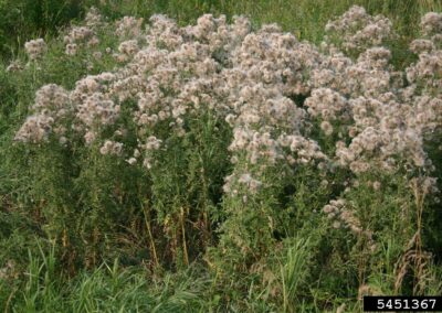 canada thistle plants after flowering, with cotton-like pappus remaining on green vegetative stems