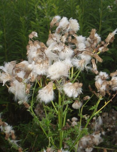 canada thistle dead leaves emerge from a green living stem with sparse spiked leaves