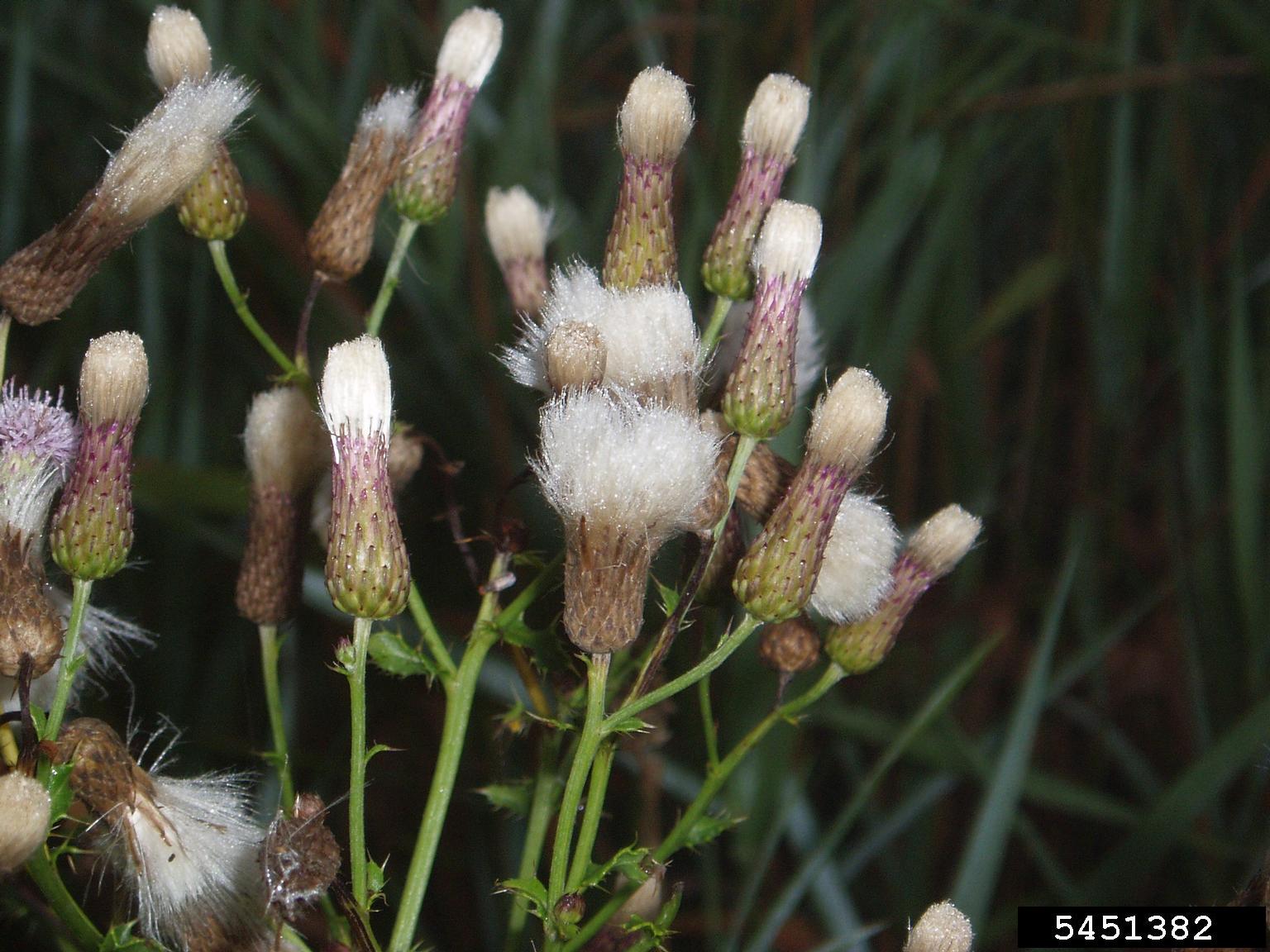 image of several canada thistle seedheads branching from a single plant