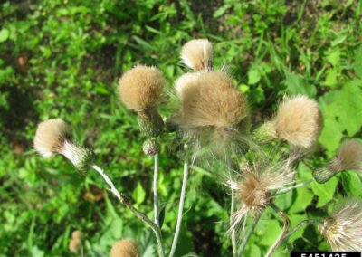 several seedheads of a single canada thistle at different stages of flowering