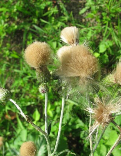 several seedheads of a single canada thistle at different stages of flowering