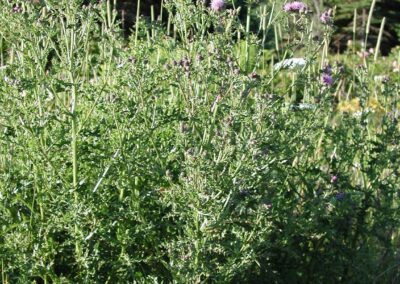a field infested of many tall canada thistle plants flowering