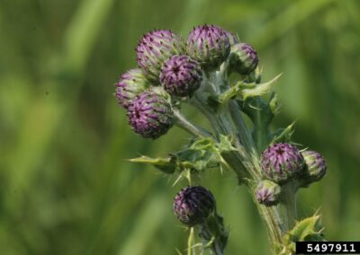 a canada thistle stem with at least 10 flower buds emerging