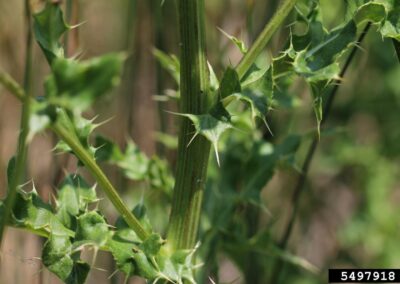 close up of canada thistle stems with purpleish ridges, alternate leaves with spikes