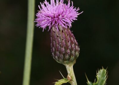 close up of purple-pink canada thistle flower