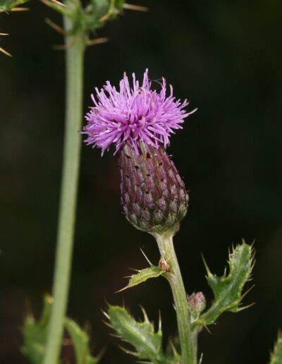 close up of purple-pink canada thistle flower