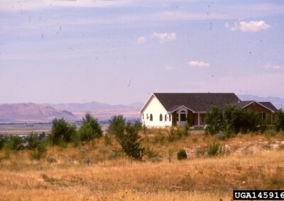 Siberian elms sprouting around a single-story home in a dry grass prairie