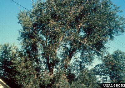 Image of Siberian elm canopy branches growing through power lines and creating a hazardous situation in case of sparks or falling branches