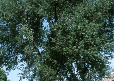 A mature Siberian elm, at least 60ft tall, towers over a residential entryway amidst a paved road and two single-story structures