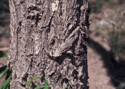 Close-up on the trunk of a living Siverian elm to show the bark's deeply grooved texture and dark grey color