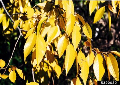 Yellow Siberian elm leaves abundant on a thin branch