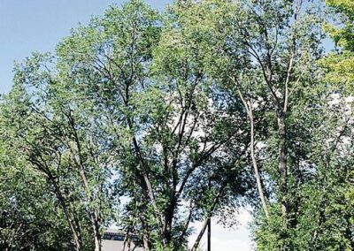 Three large Siberian elms planted along a parking lot