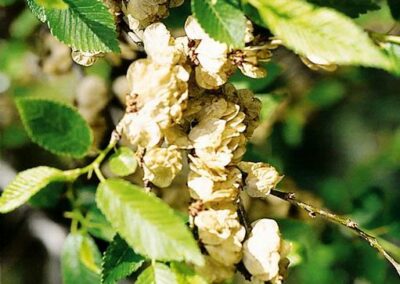 Clumps of abundant Siberian elm seed pods nestled between leaves