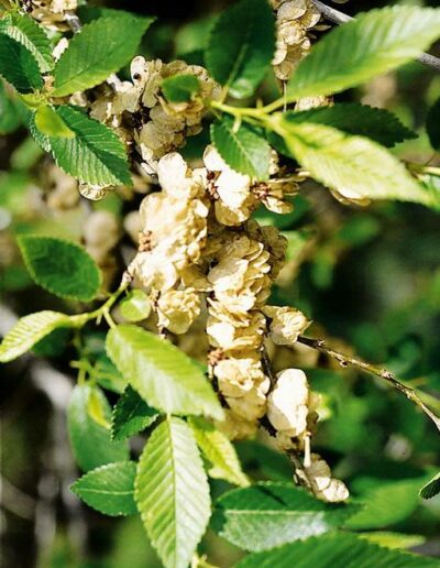 Clumps of abundant Siberian elm seed pods nestled between leaves